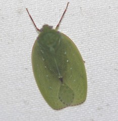 Anabunda murrayfletcheri