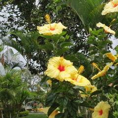 Hibiscus rosa-sinensis