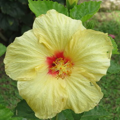 Hibiscus rosa-sinensis