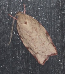 Euchaetis inceptella