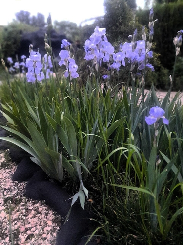 Sweet Iris