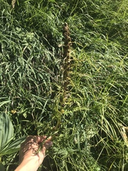 Pedicularis foliosa