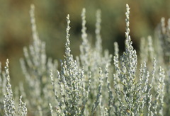 Artemisia caerulescens