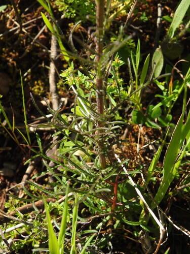 Image of Crupina vulgaris by (c) Duarte Frade, some rights reserved (CC BY)