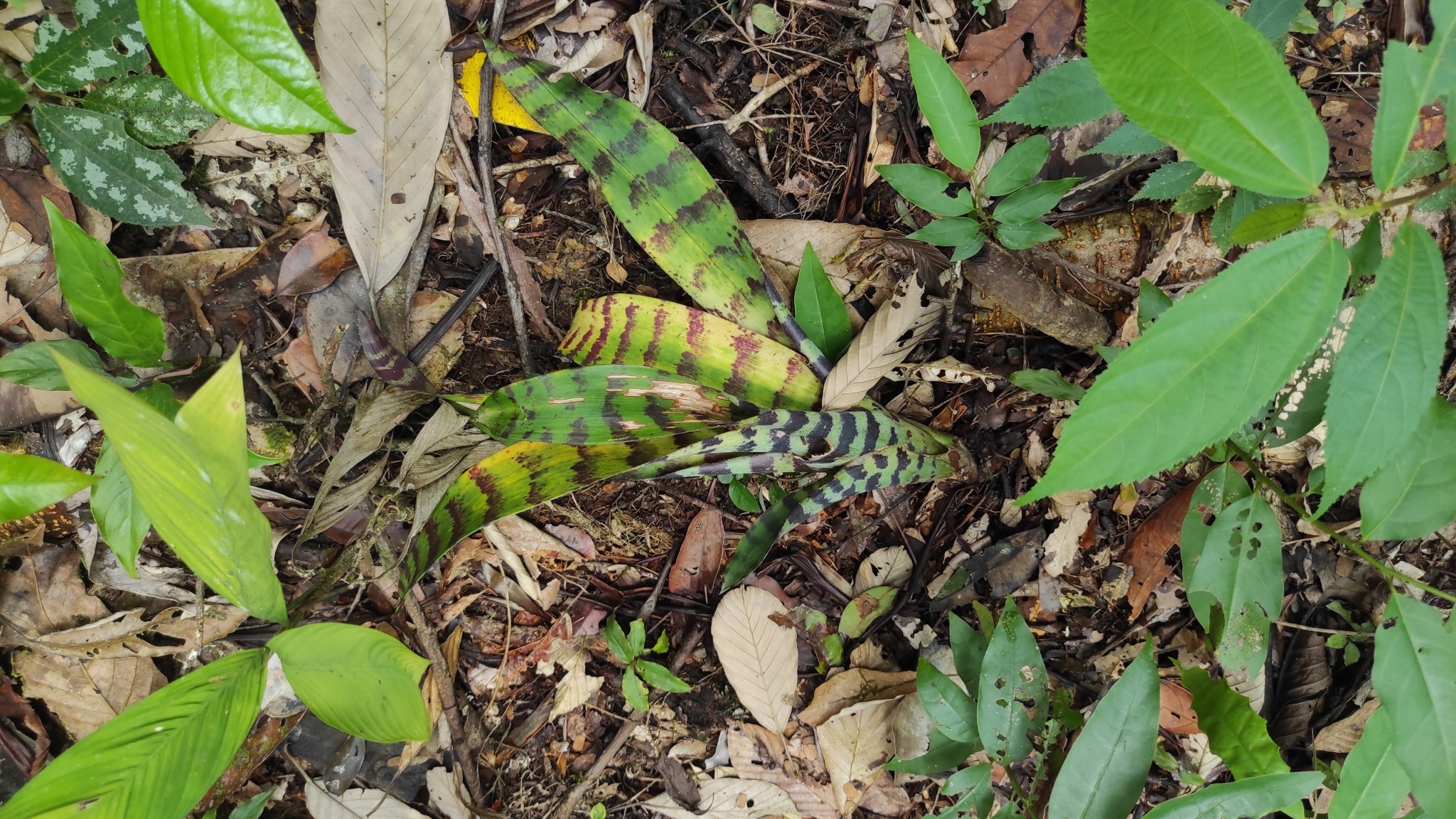 Lutheria Splendens (Lutheria splendens)