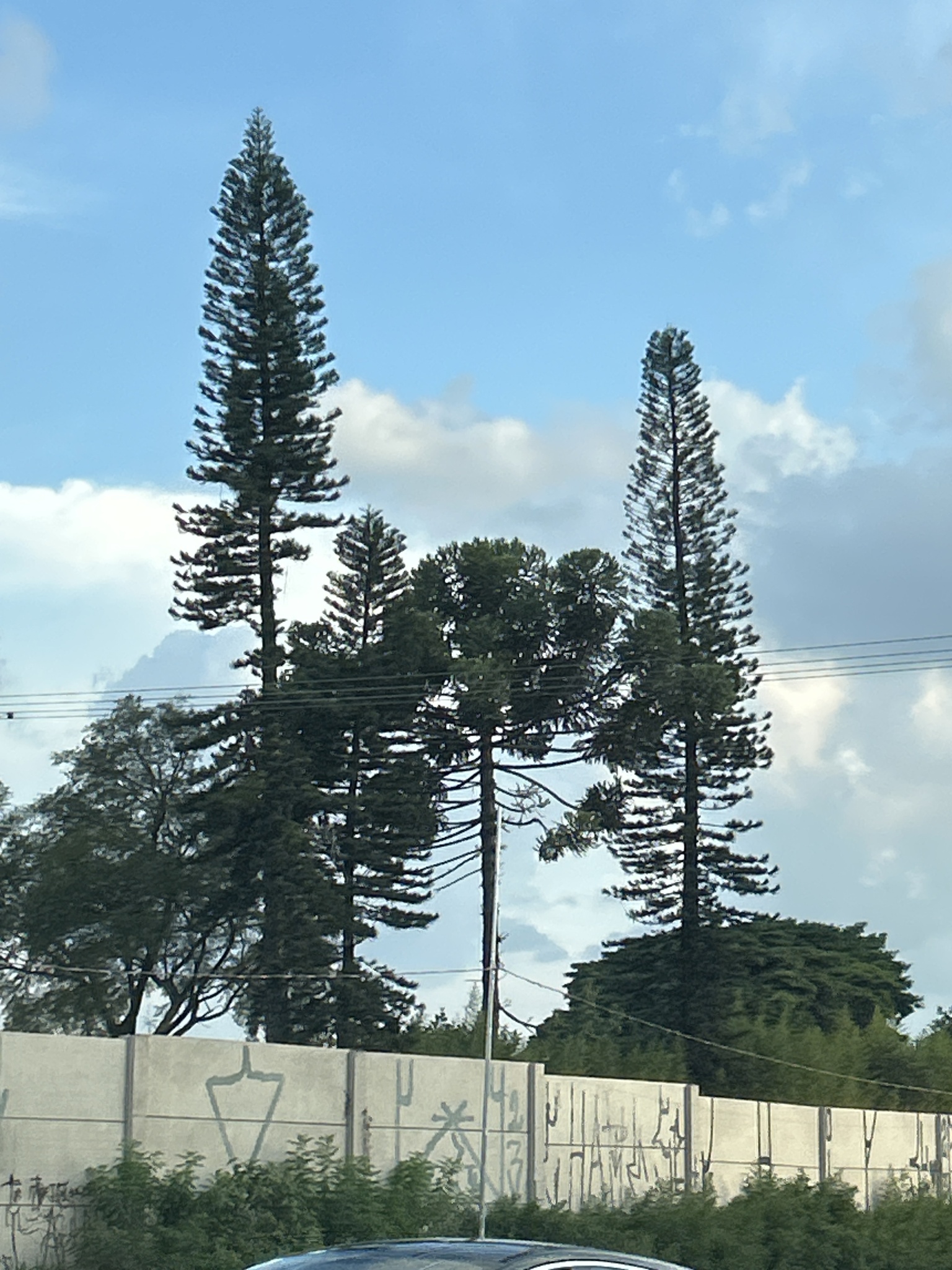 Araucaria columnaris
