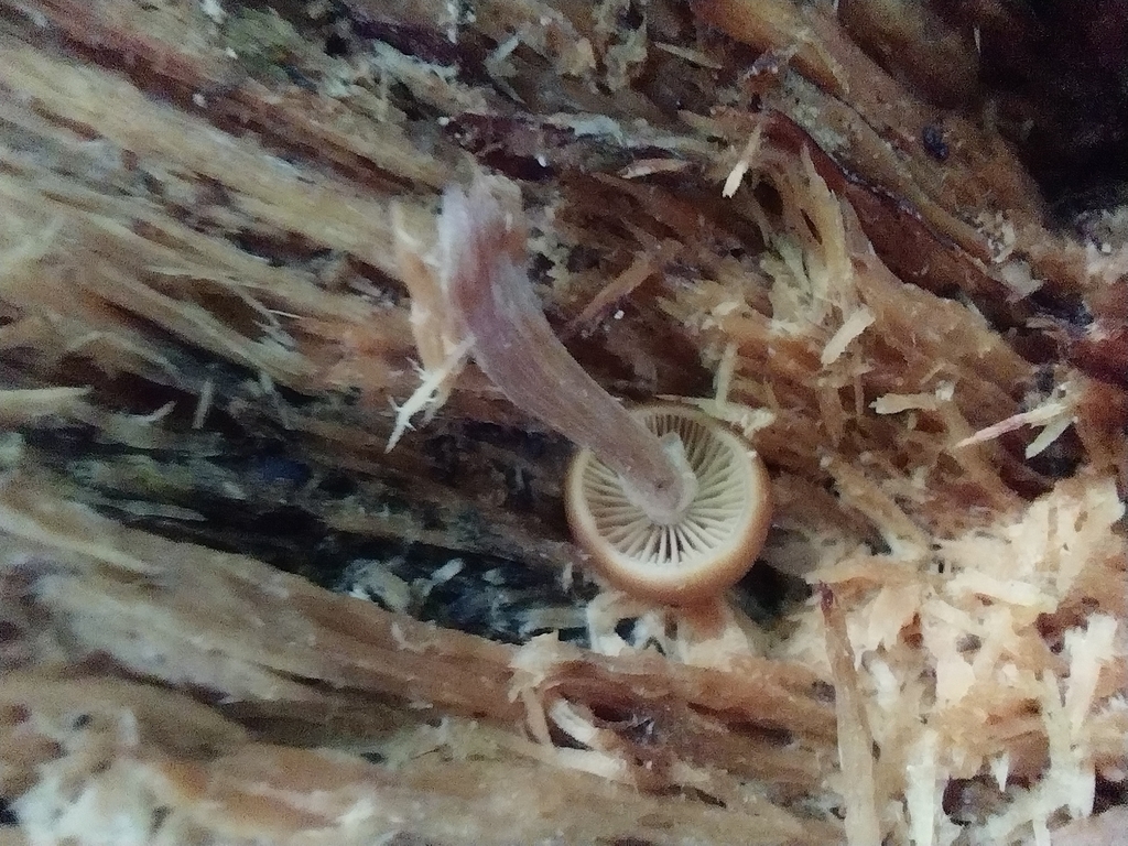 Galerina patagonica · April 2025 · photo: © kiwialli (iNaturalist, cc-by)