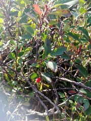 Cotoneaster uniflorus