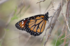 Danaus gilippus cleothera