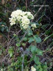 Hylotelephium maximum maximum