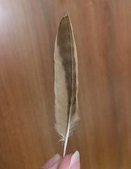 Galerida cristata meridionalis