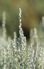 Artemisia caerulescens