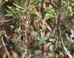 Artemisia caerulescens