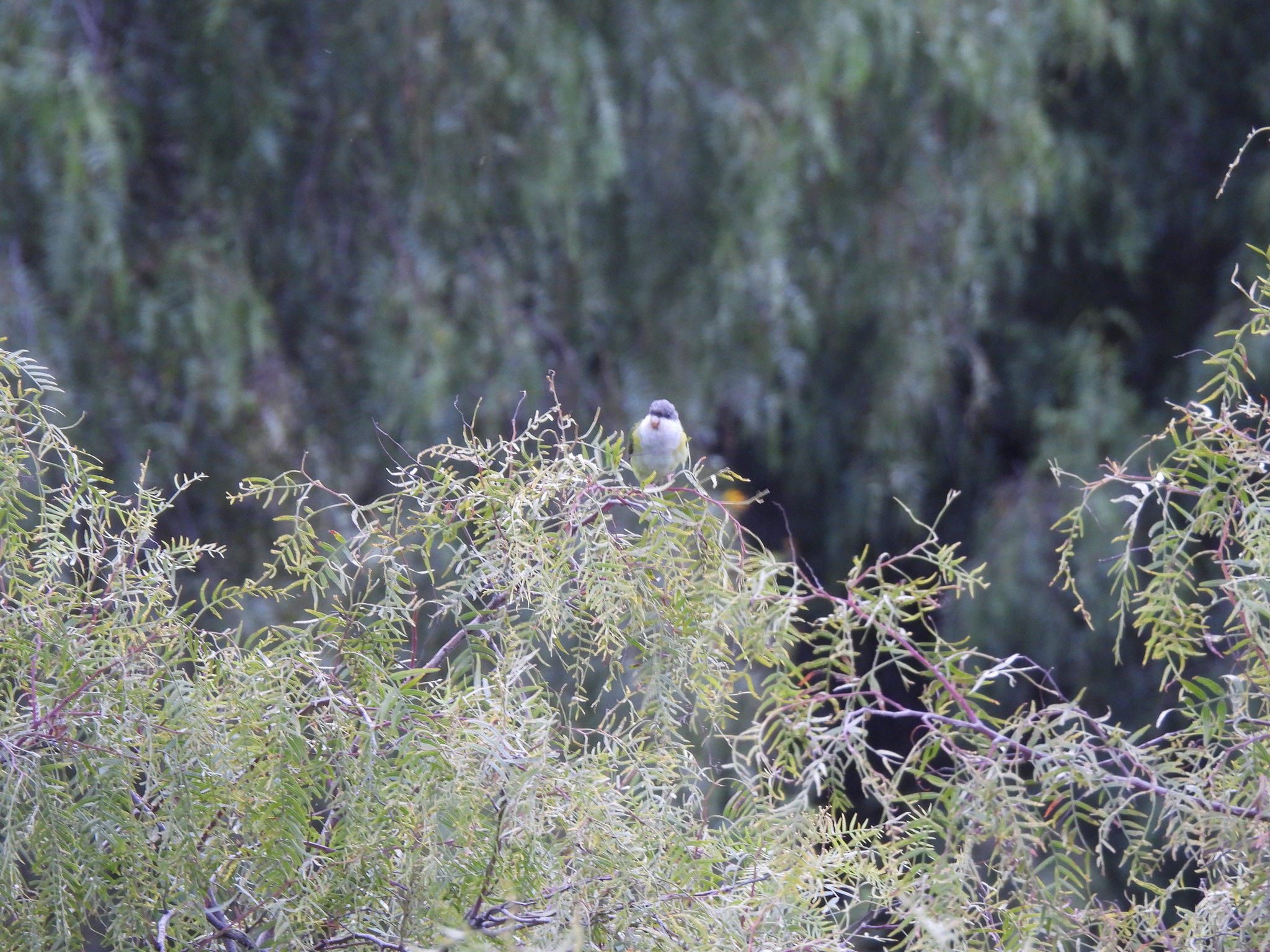 Grey-hooded Parakeet (Psilopsiagon aymara), photo 7