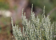 Artemisia caerulescens