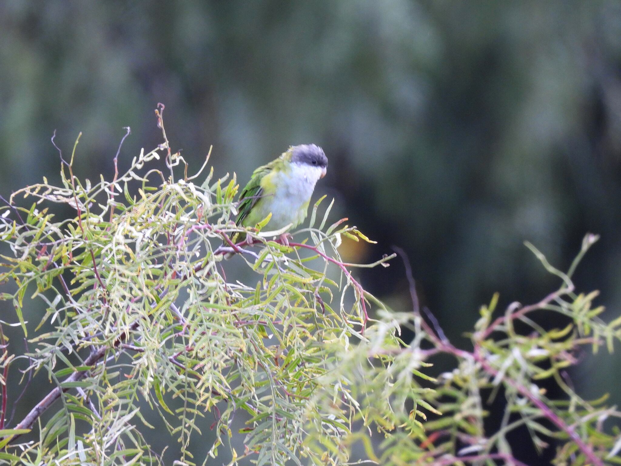 Grey-hooded Parakeet (Psilopsiagon aymara), photo 6