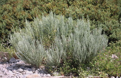 Artemisia caerulescens