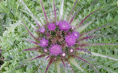 Cirsium scariosum congdonii