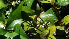 Orchelimum silvaticum