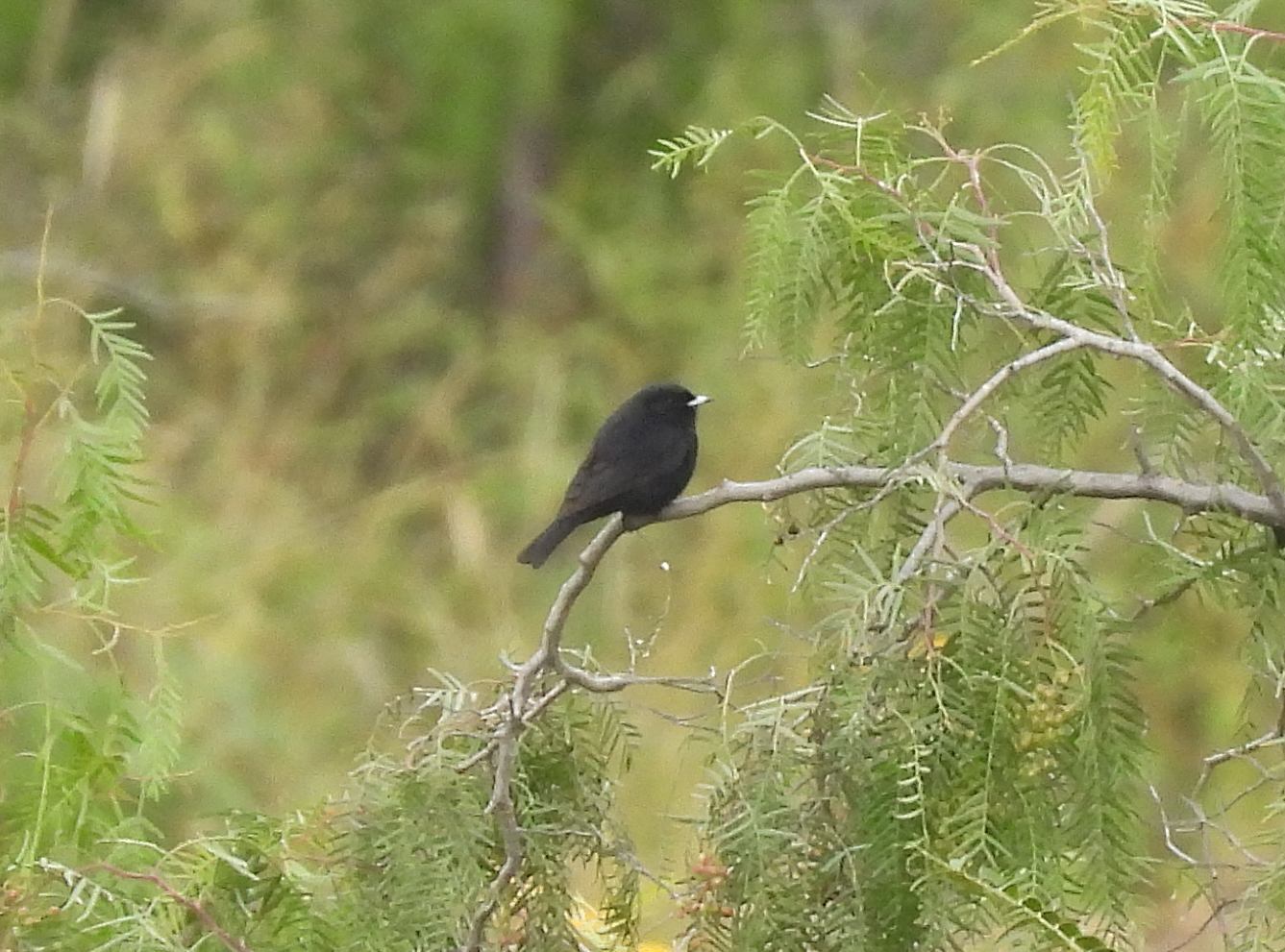 White-winged Black Tyrant (Knipolegus aterrimus), photo 9