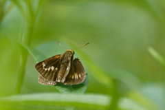 Euphyes conspicua