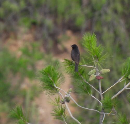 Bolivian Blackbird (Oreopsar bolivianus), photo 9