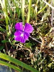 Viola altaica