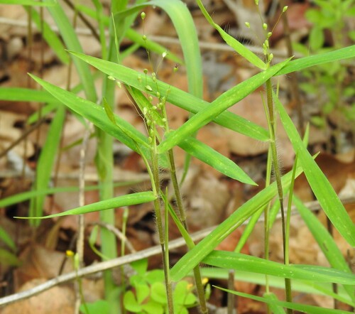 Image of Dichanthelium oligosanthes by (c) saltyhiker, some rights reserved (CC BY)