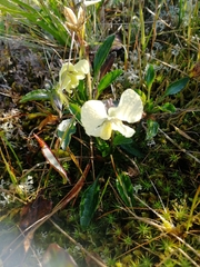 Viola altaica