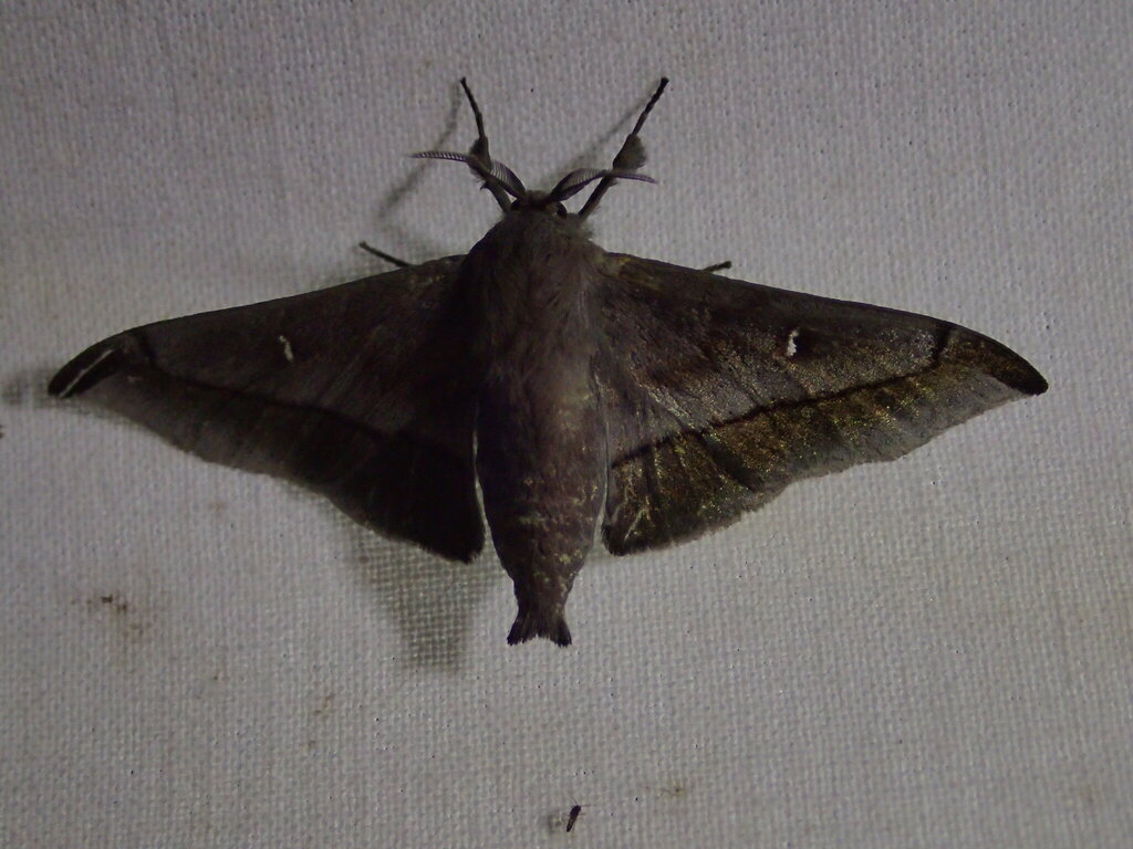 Gonogramma bibula