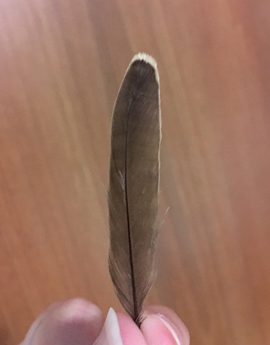 Plume de Pie-grièche à tête rousse