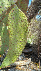 Consolea moniliformis