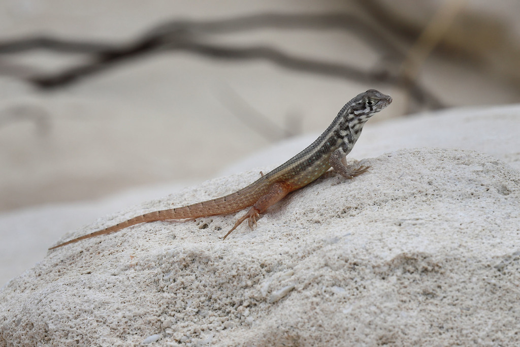 Orange-bellied Curlytail