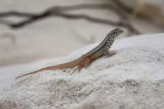 Leiocephalus barahonensis