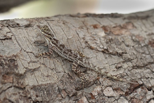 Shortnose Anole, Anolis brevirostris