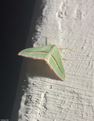 Chlorerythra rubriplaga