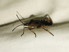 Leptoglossus occidentalis