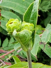 Helianthus silphioides