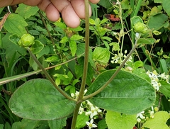 Helianthus silphioides