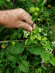 Helianthus silphioides
