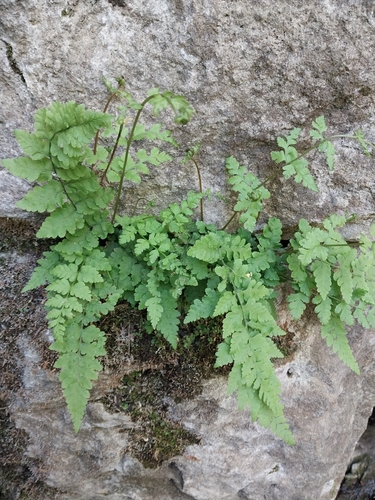 Image of Cystopteris tennesseensis by (c) Chris Hoess, some rights reserved (CC BY-SA)