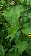 Helianthus silphioides