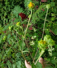 Helianthus silphioides