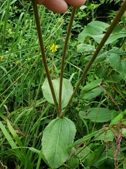 Helianthus silphioides
