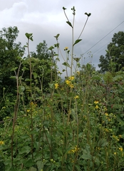 Helianthus silphioides