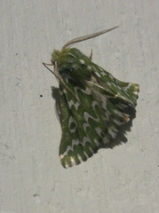 Drepanogynis bifasciata