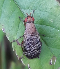 Sciomyzoidea