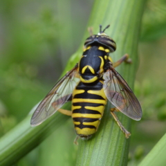 Spilomyia