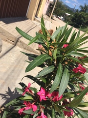 Nerium oleander