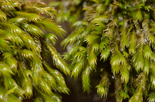 Fissidens grandifrons Brid.